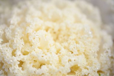 Yeşil bir yaz bahçesinde dekoratif süs lahana (beyaz lahana). Çiy damlaları, yumuşak güneş ışığı. Doğal dokular. Peyzaj, bahçıvanlık, kırsal, çiftlik, çiçekçilik.