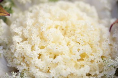 Yeşil bir yaz bahçesinde dekoratif süs lahana (beyaz lahana). Çiy damlaları, yumuşak güneş ışığı. Doğal dokular. Peyzaj, bahçıvanlık, kırsal, çiftlik, çiçekçilik.