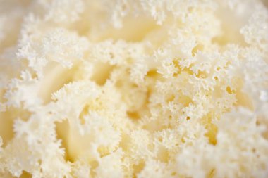 Yeşil bir yaz bahçesinde dekoratif süs lahana (beyaz lahana). Çiy damlaları, yumuşak güneş ışığı. Doğal dokular. Peyzaj, bahçıvanlık, kırsal, çiftlik, çiçekçilik.