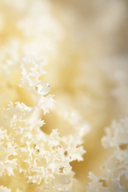 Yeşil bir yaz bahçesinde dekoratif süs lahana (beyaz lahana). Çiy damlaları, yumuşak güneş ışığı. Doğal dokular. Peyzaj, bahçıvanlık, kırsal, çiftlik, çiçekçilik.