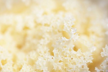 Yeşil bir yaz bahçesinde dekoratif süs lahana (beyaz lahana). Çiy damlaları, yumuşak güneş ışığı. Doğal dokular. Peyzaj, bahçıvanlık, kırsal, çiftlik, çiçekçilik.