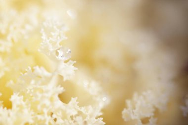 Yeşil bir yaz bahçesinde dekoratif süs lahana (beyaz lahana). Çiy damlaları, yumuşak güneş ışığı. Doğal dokular. Peyzaj, bahçıvanlık, kırsal, çiftlik, çiçekçilik.