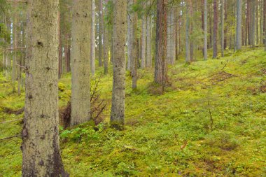 Esrarengiz bir kuzey ormanının aşırı gelişmiş tepeleri. Güçlü ağaçlar, bitkiler, yosun, eğreltiotu. Sonbaharın başı, İskandinavya. Doğa, ekoloji, çevre koruma, eko-turizm, yürüyüş kavramları