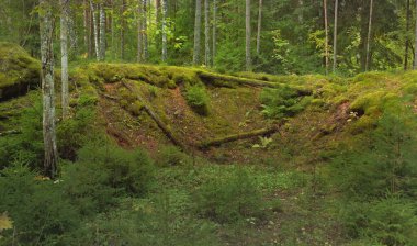 Esrarengiz bir kuzey ormanının aşırı gelişmiş tepeleri. Güçlü ağaçlar, bitkiler, yosun, eğreltiotu. Sonbaharın başı, İskandinavya. Doğa, ekoloji, çevre koruma, eko-turizm, yürüyüş kavramları