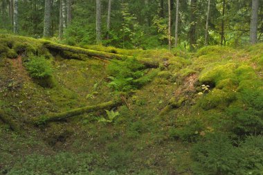 Esrarengiz bir kuzey ormanının aşırı gelişmiş tepeleri. Güçlü ağaçlar, bitkiler, yosun, eğreltiotu. Sonbaharın başı, İskandinavya. Doğa, ekoloji, çevre koruma, eko-turizm, yürüyüş kavramları