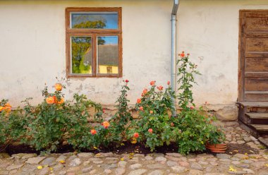 Kırsal ahşap kapılı ve pencereli geleneksel taş ev. Çiçek açan güller, güzel bahçeler. Idyllic kırsal kesim. Seyahat yerleri, yerel turizm, şehir simgeleri, bahçe düzenlemeleri, peyzaj.