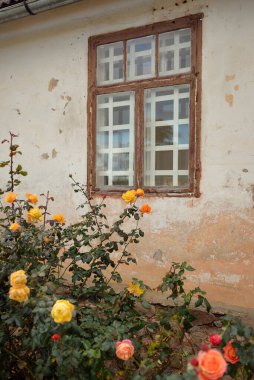 Modern bir İngiliz melez çay gülünün çiçekleri. Arka planda ahşap pencereleri olan geleneksel taş ev. Güzel bir yaz bahçesi. Idyllic kırsal kesim. Bahçecilik, çiçekçilik, dekor