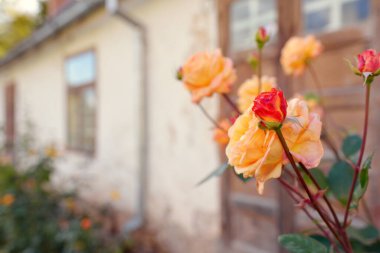 Modern bir İngiliz melez çay gülünün çiçekleri. Arka planda ahşap pencereleri olan geleneksel taş ev. Güzel bir yaz bahçesi. Idyllic kırsal kesim. Bahçecilik, çiçekçilik, dekor