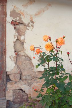 Blooming flowers of a modern English hybrid tea rose. Traditional stone house. Beautiful summer garden. Idyllic rural scene. Gardening, floristics, decoration, landscaping, cross-breeding