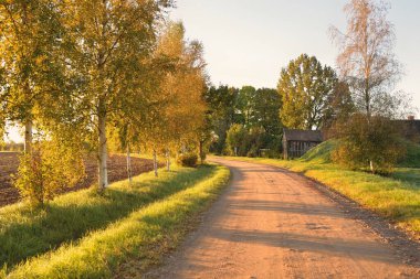 Single lane rural road (alley) through the mighty trees at sunrise. Golden sunlight, sunbeams, fog. Fairy autumn forest scene. Pure nature,. ecology, hiking, nordic walking, ecotourism