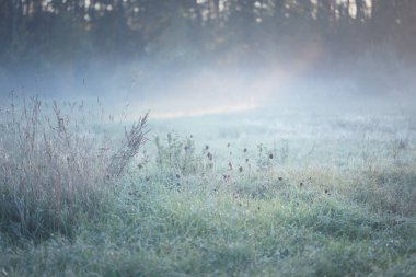 Orman çayırı (çimen) gün doğumunda. Bitkiler, çiy damlaları. Sabah sisi, yumuşak güneş ışığı, güneş ışığı, altın saat. Idyllic manzara. Resimli bir manzara var. Doğa, çevre, ekoloji