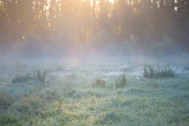 Orman çayırı (çimen) gün doğumunda. Bitkiler, çiy damlaları. Sabah sisi, yumuşak güneş ışığı, güneş ışığı, altın saat. Idyllic manzara. Resimli bir manzara var. Doğa, çevre, ekoloji