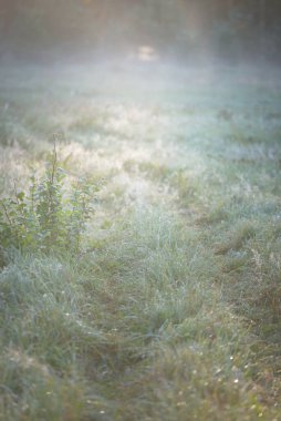 Orman çayırı (çimen) gün doğumunda. Bitkiler, çiy damlaları. Sabah sisi, yumuşak güneş ışığı, güneş ışığı, altın saat. Idyllic manzara. Resimli bir manzara var. Doğa, çevre, ekoloji