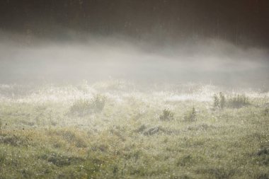 Orman çayırı (çimen) gün doğumunda. Bitkiler, çiy damlaları. Sabah sisi, yumuşak güneş ışığı, güneş ışığı, altın saat. Idyllic manzara. Resimli bir manzara var. Doğa, çevre, ekoloji