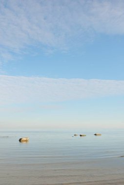 Güneşli bir günde Baltık Denizi kıyısı. Gökyüzü açık. Idyllic deniz manzarası. Doğa, tatiller, eğlence. Çevre turizmi. Panoramik görünüm