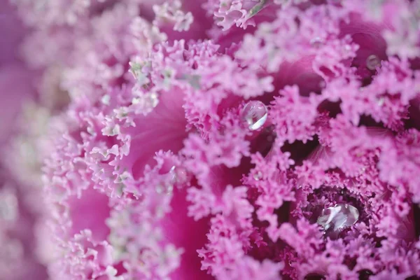Decorative Ornamental Cabbage Lavender Kale Green Summer Garden Dew Drops — Stock Photo, Image