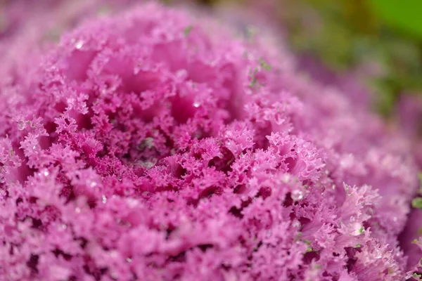 Yeşil bir yaz bahçesinde dekoratif lavanta lahanası (lavanta lahanası). Çiy damlaları, yumuşak güneş ışığı. Doğal dokular. Peyzaj, bahçıvanlık, kırsal, çiftlik, çiçekçilik.