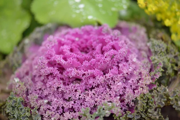 Yeşil bir yaz bahçesinde dekoratif lavanta lahanası (lavanta lahanası). Çiy damlaları, yumuşak güneş ışığı. Doğal dokular. Peyzaj, bahçıvanlık, kırsal, çiftlik, çiçekçilik.