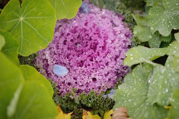 Decorative Ornamental Cabbage Lavender Kale Green Summer Garden Dew Drops — Stockfoto