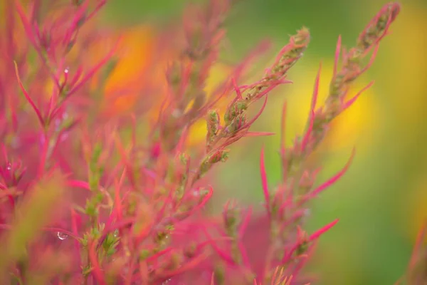 Färgglada Röda Rosa Gyllene Dekorativa Växter Grön Sommarträdgård Daggdroppar Mjukt — Stockfoto