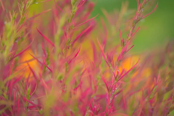 Colorful Red Pink Golden Decorative Plants Green Summer Garden Dew — стоковое фото