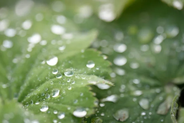 Fresh Green Leaves Crystal Clear Dew Drops Extreme Close Natural — Stock Photo, Image