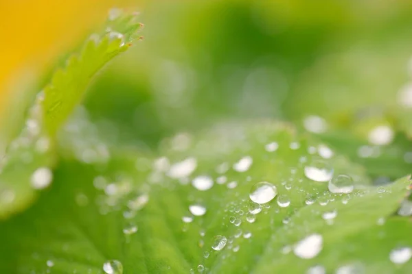 Fresh Green Leaves Crystal Clear Dew Drops Extreme Close Natural — Stock Fotó