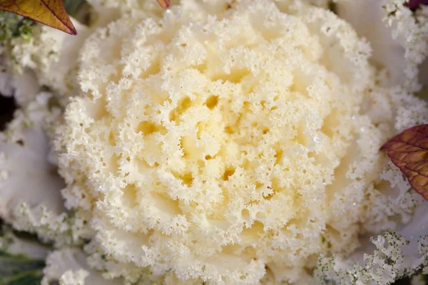 Yeşil bir yaz bahçesinde dekoratif süs lahana (beyaz lahana). Çiy damlaları, yumuşak güneş ışığı. Doğal dokular. Peyzaj, bahçıvanlık, kırsal, çiftlik, çiçekçilik.