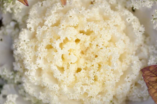 Yeşil bir yaz bahçesinde dekoratif süs lahana (beyaz lahana). Çiy damlaları, yumuşak güneş ışığı. Doğal dokular. Peyzaj, bahçıvanlık, kırsal, çiftlik, çiçekçilik.