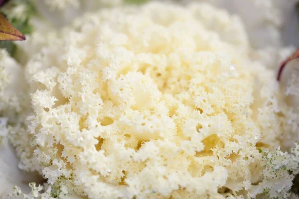 Yeşil bir yaz bahçesinde dekoratif süs lahana (beyaz lahana). Çiy damlaları, yumuşak güneş ışığı. Doğal dokular. Peyzaj, bahçıvanlık, kırsal, çiftlik, çiçekçilik.