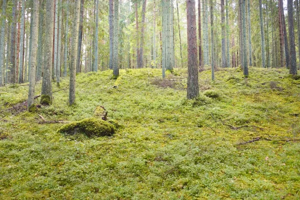 Egy Titokzatos Északi Örökzöld Erdő Túlburjánzott Dombjai Hatalmas Fák Növények — Stock Fotó
