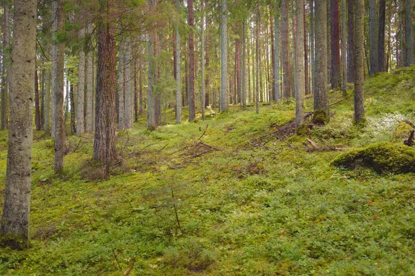 Overgrown Hills Mysterious Northern Evergreen Forest Mighty Trees Plants Moss — Zdjęcie stockowe