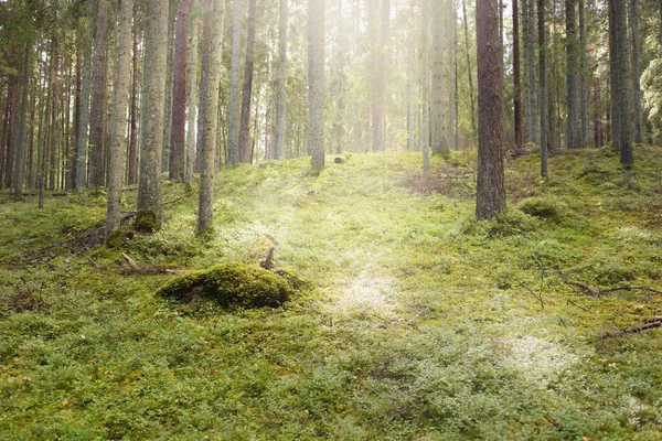 Collines Envahies Une Mystérieuse Forêt Feuilles Persistantes Nord Arbres Puissants — Photo