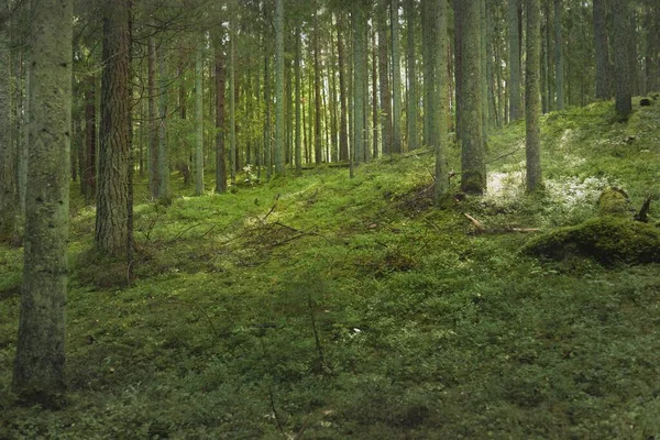 Montes Cobertos Uma Misteriosa Floresta Perene Norte Árvores Fortes Plantas — Fotografia de Stock