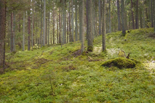 Κατάφυτοι Λόφοι Ενός Μυστηριώδους Βόρειου Αειθαλούς Δάσους Δυνατά Δέντρα Φυτά — Φωτογραφία Αρχείου