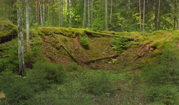 Esrarengiz bir kuzey ormanının aşırı gelişmiş tepeleri. Güçlü ağaçlar, bitkiler, yosun, eğreltiotu. Sonbaharın başı, İskandinavya. Doğa, ekoloji, çevre koruma, eko-turizm, yürüyüş kavramları