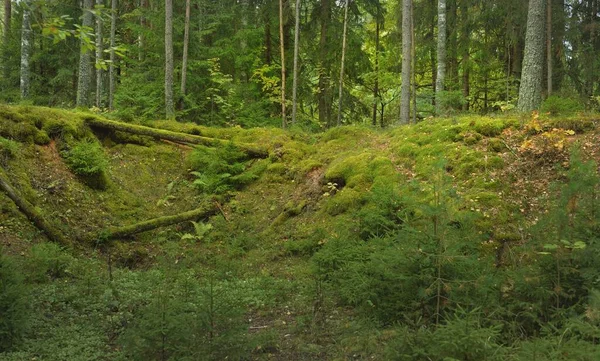 Überwucherte Hügel Eines Geheimnisvollen Immergrünen Waldes Norden Mächtige Bäume Pflanzen — Stockfoto