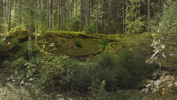 Esrarengiz bir kuzey ormanının aşırı gelişmiş tepeleri. Güçlü ağaçlar, bitkiler, yosun, eğreltiotu. Sonbaharın başı, İskandinavya. Doğa, ekoloji, çevre koruma, eko-turizm, yürüyüş kavramları