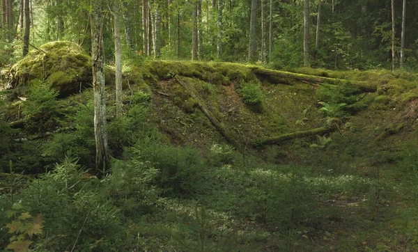 Κατάφυτοι Λόφοι Ενός Μυστηριώδους Βόρειου Αειθαλούς Δάσους Δυνατά Δέντρα Φυτά — Φωτογραφία Αρχείου