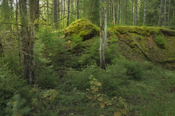 Заросшие Холмы Таинственного Северного Вечнозеленого Леса Могучие Деревья Растения Мох — стоковое фото