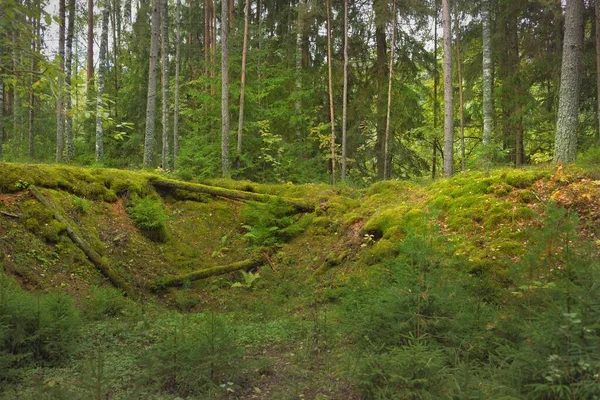 Esrarengiz bir kuzey ormanının aşırı gelişmiş tepeleri. Güçlü ağaçlar, bitkiler, yosun, eğreltiotu. Sonbaharın başı, İskandinavya. Doğa, ekoloji, çevre koruma, eko-turizm, yürüyüş kavramları
