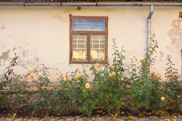 Kırsal ahşap kapılı ve pencereli geleneksel taş ev. Çiçek açan güller, güzel bahçeler. Idyllic kırsal kesim. Seyahat yerleri, yerel turizm, şehir simgeleri, bahçe düzenlemeleri, peyzaj.