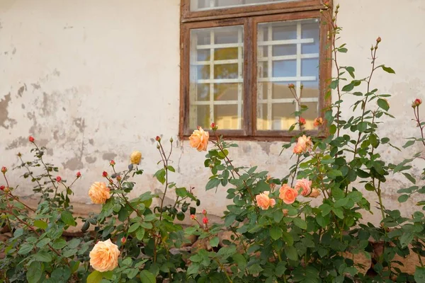 Kırsal ahşap kapılı ve pencereli geleneksel taş ev. Çiçek açan güller, güzel bahçeler. Idyllic kırsal kesim. Seyahat yerleri, yerel turizm, şehir simgeleri, bahçe düzenlemeleri, peyzaj.