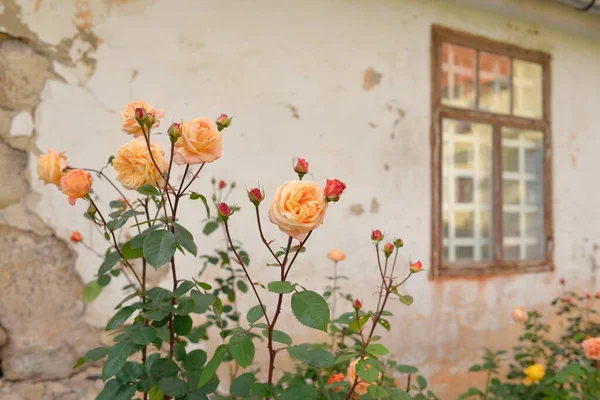 Modern bir İngiliz melez çay gülünün çiçekleri. Arka planda ahşap pencereleri olan geleneksel taş ev. Güzel bir yaz bahçesi. Idyllic kırsal kesim. Bahçecilik, çiçekçilik, dekor