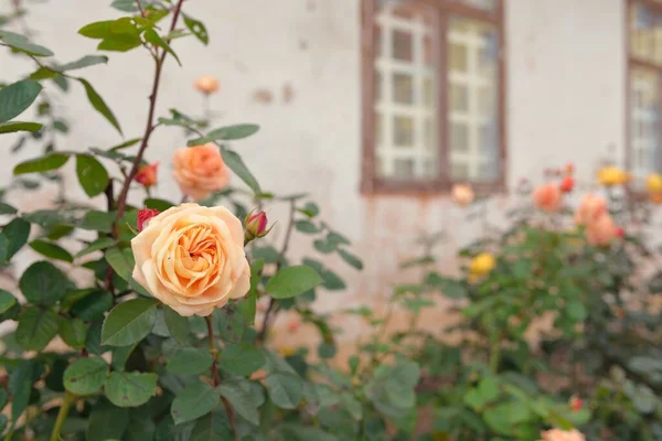 Modern bir İngiliz melez çay gülünün çiçekleri. Arka planda ahşap pencereleri olan geleneksel taş ev. Güzel bir yaz bahçesi. Idyllic kırsal kesim. Bahçecilik, çiçekçilik, dekor