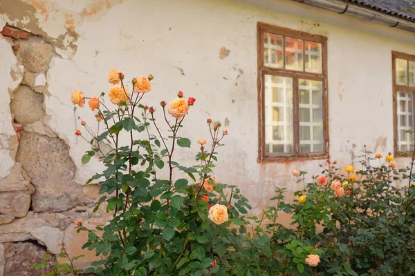Modern bir İngiliz melez çay gülünün çiçekleri. Arka planda ahşap pencereleri olan geleneksel taş ev. Güzel bir yaz bahçesi. Idyllic kırsal kesim. Bahçecilik, çiçekçilik, dekor
