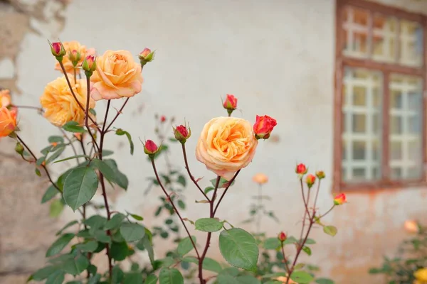 Modern bir İngiliz melez çay gülünün çiçekleri. Arka planda ahşap pencereleri olan geleneksel taş ev. Güzel bir yaz bahçesi. Idyllic kırsal kesim. Bahçecilik, çiçekçilik, dekor