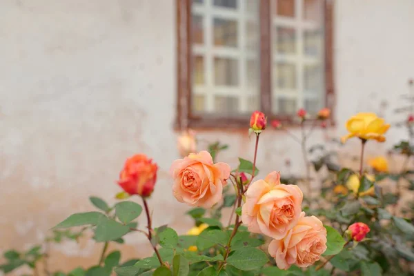 Blooming Flowers Modern English Hybrid Tea Rose Traditional Stone House — Stockfoto