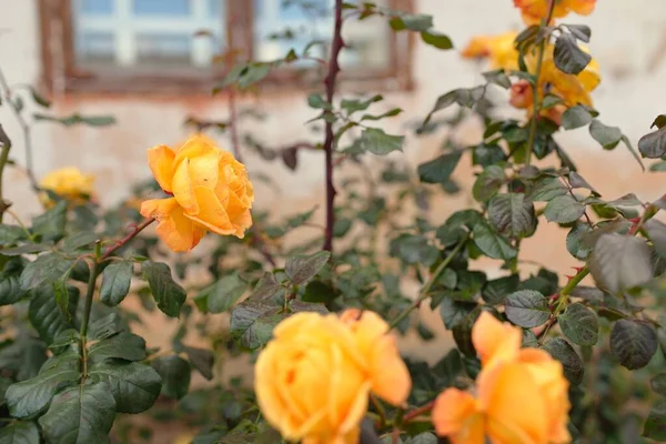 Modern bir İngiliz melez çay gülünün çiçekleri. Arka planda ahşap pencereleri olan geleneksel taş ev. Güzel bir yaz bahçesi. Idyllic kırsal kesim. Bahçecilik, çiçekçilik, dekor
