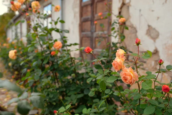 Modern bir İngiliz melez çay gülünün çiçekleri. Geleneksel taş ev. Güzel bir yaz bahçesi. Idyllic kırsal kesim. Bahçecilik, çiçekçilik, dekorasyon, peyzaj, melezlik.